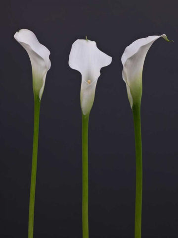 Three Calla Lily flowers White Modern Wood Framed Art Print with Double Matting by Frank, Assaf