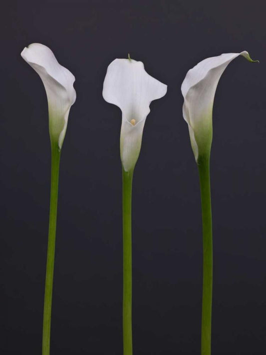 Image Only