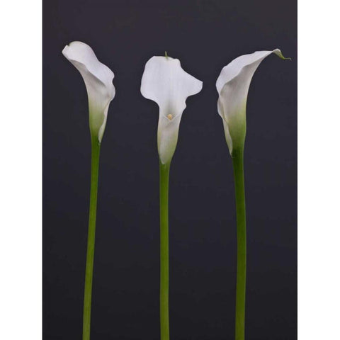 Three Calla Lily flowers Gold Ornate Wood Framed Art Print with Double Matting by Frank, Assaf