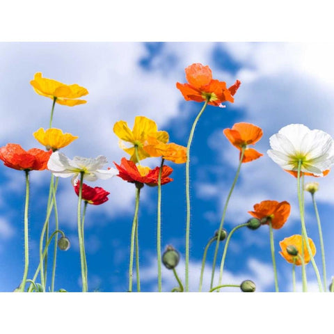 Poppies against blue skies White Modern Wood Framed Art Print by Frank, Assaf