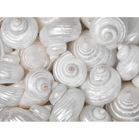 Mixed pearly sea shells close-up Black Modern Wood Framed Art Print by Frank, Assaf