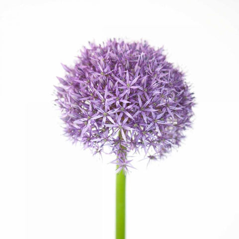 Allium flower close-up White Modern Wood Framed Art Print by Frank, Assaf