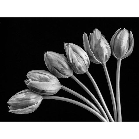 Tulip flowers in fan shape arrangment, FTBR-1816 Black Modern Wood Framed Art Print with Double Matting by Frank, Assaf