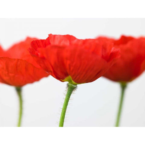 Three red poppies, close-up Gold Ornate Wood Framed Art Print with Double Matting by Frank, Assaf