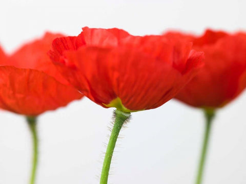 Three red poppies, close-up White Modern Wood Framed Art Print with Double Matting by Frank, Assaf