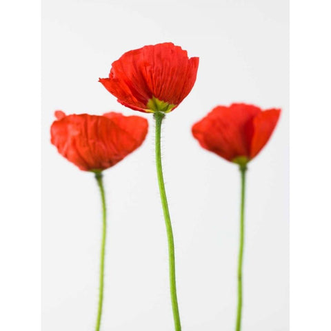 Three poppy flowers White Modern Wood Framed Art Print by Frank, Assaf