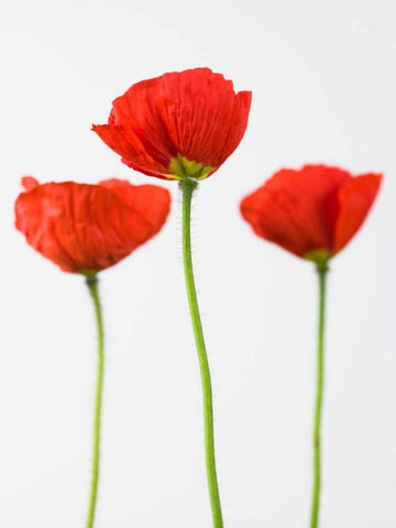 Three poppy flowers White Modern Wood Framed Art Print with Double Matting by Frank, Assaf