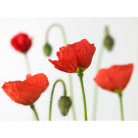 Poppy flowers and buds, close-up Gold Ornate Wood Framed Art Print with Double Matting by Frank, Assaf