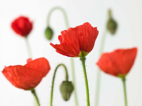 Poppy flowers and buds, close-up White Modern Wood Framed Art Print with Double Matting by Frank, Assaf