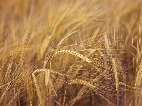 Wheat Field Black Modern Wood Framed Art Print by Frank, Assaf