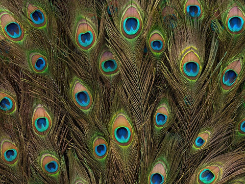 Peacock feather close-up Black Ornate Wood Framed Art Print with Double Matting by Frank, Assaf