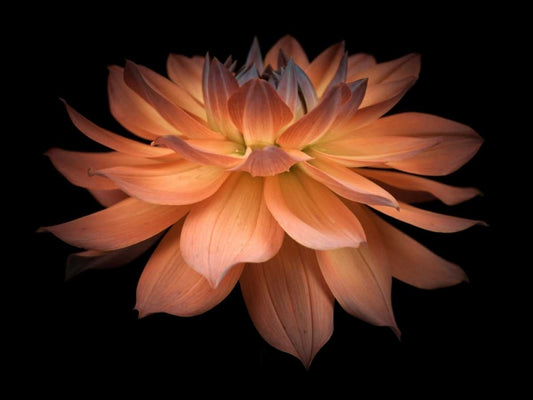 Image Only