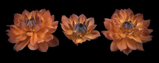 Image Only