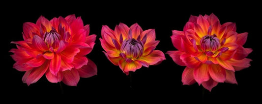 Image Only