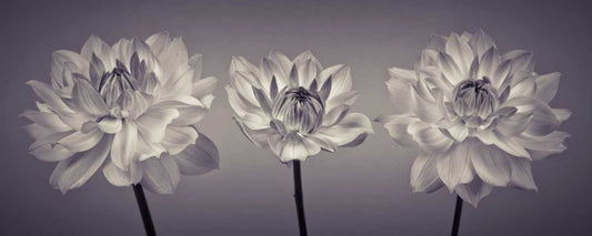Image Only