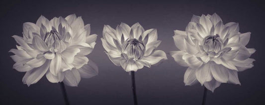 Image Only