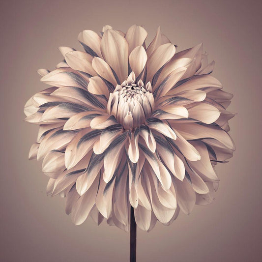 Image Only