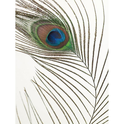 Peacock feather Black Modern Wood Framed Art Print with Double Matting by Frank, Assaf