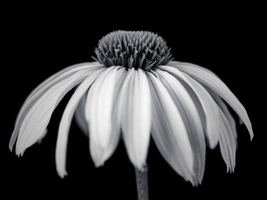 Image Only
