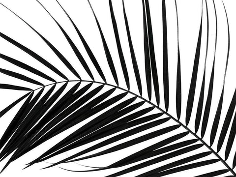 Palm tree leaf on white background Black Ornate Wood Framed Art Print with Double Matting by Frank, Assaf