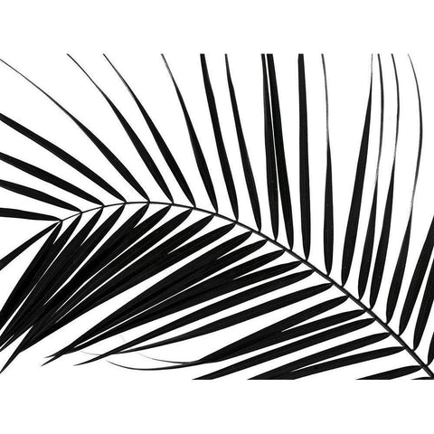 Palm tree leaf on white background Black Modern Wood Framed Art Print by Frank, Assaf