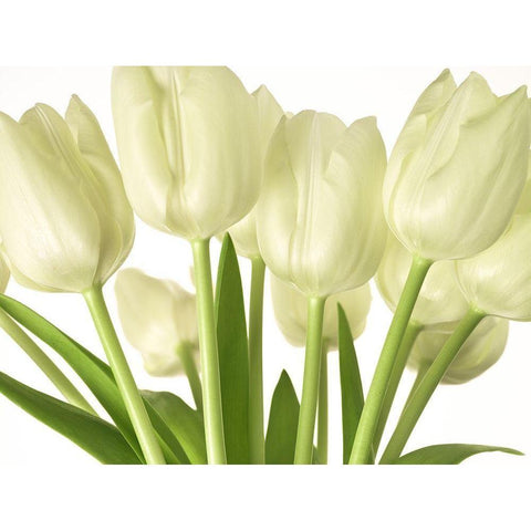 Bunch of Tulips White Modern Wood Framed Art Print by Frank, Assaf