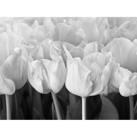 Bunch of Tulips Black Modern Wood Framed Art Print with Double Matting by Frank, Assaf