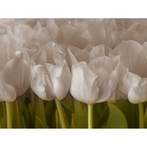 Bunch of Tulips close-up Black Modern Wood Framed Art Print with Double Matting by Frank, Assaf