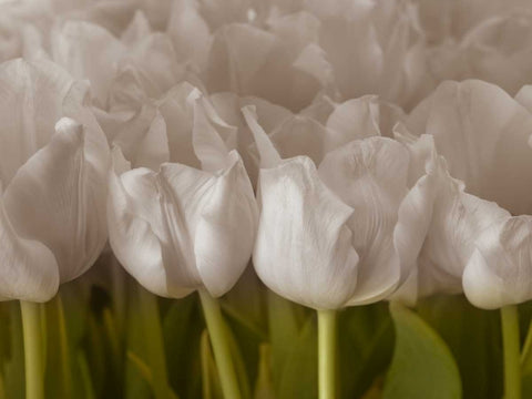 Bunch of Tulips close-up Black Ornate Wood Framed Art Print with Double Matting by Frank, Assaf