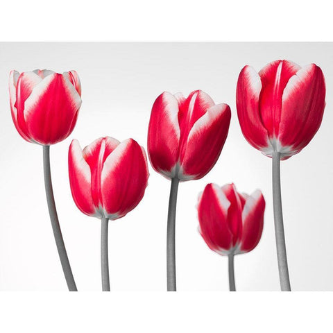 Fresh and beautiful Tulips on white background, FTBR-1818 White Modern Wood Framed Art Print by Frank, Assaf