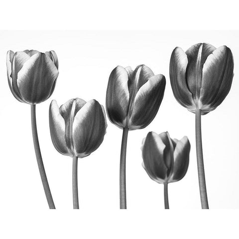 Tulips on white background White Modern Wood Framed Art Print by Frank, Assaf