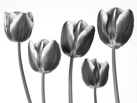 Tulips on white background Black Ornate Wood Framed Art Print with Double Matting by Frank, Assaf