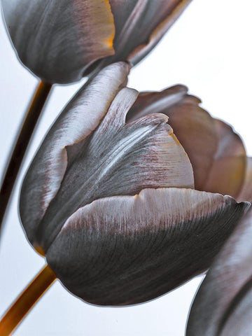 Tulip flowers on white background White Modern Wood Framed Art Print with Double Matting by Frank, Assaf