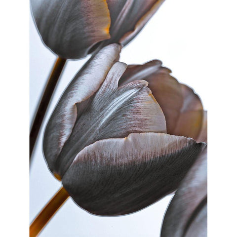 Tulip flowers on white background Black Modern Wood Framed Art Print by Frank, Assaf