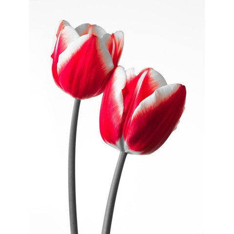 Fresh and beautiful Tulips on white background, FTBR-1819 White Modern Wood Framed Art Print by Frank, Assaf