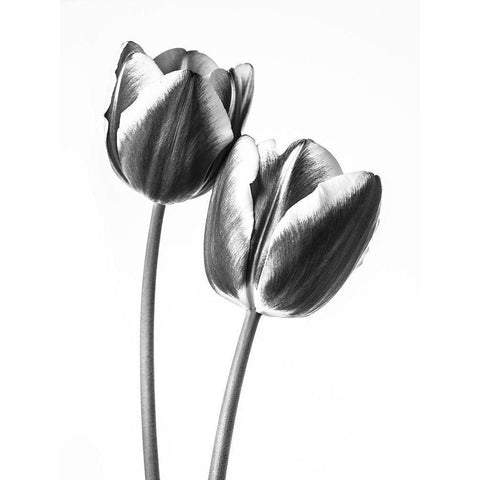 Tulips on white background, FTBR-1791 Black Modern Wood Framed Art Print with Double Matting by Frank, Assaf