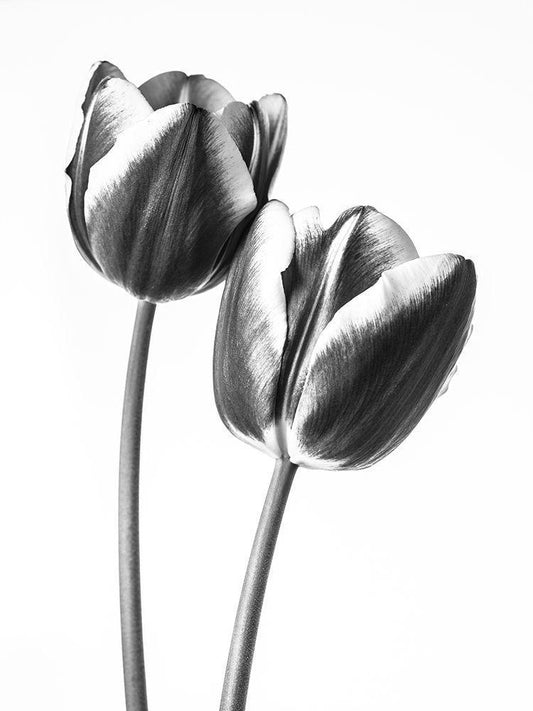 Image Only