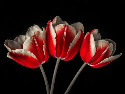 Tulip flowers on black background White Modern Wood Framed Art Print with Double Matting by Frank, Assaf