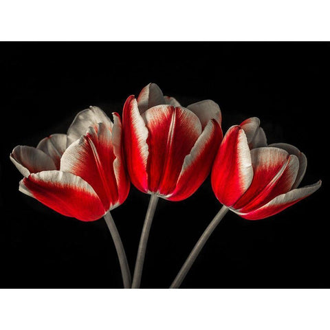 Tulip flowers on black background Black Modern Wood Framed Art Print with Double Matting by Frank, Assaf