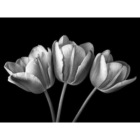 Tulip flowers on black background, FTBR-1793 Black Modern Wood Framed Art Print with Double Matting by Frank, Assaf