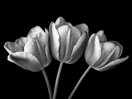 Image Only
