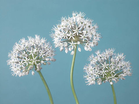 Three Alliums White Modern Wood Framed Art Print with Double Matting by Frank, Assaf