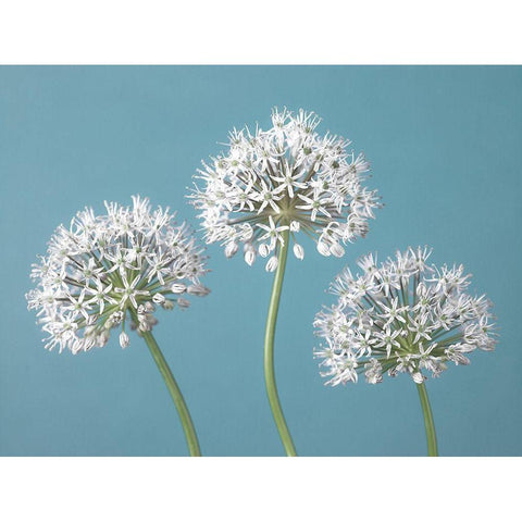 Three Alliums Black Modern Wood Framed Art Print with Double Matting by Frank, Assaf