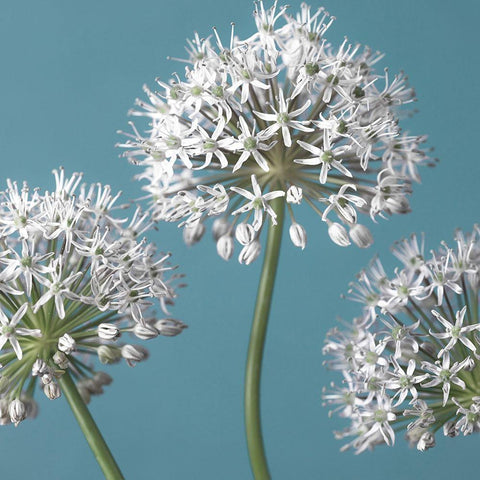 Three Alliums, FTBR-1874 Black Ornate Wood Framed Art Print with Double Matting by Frank, Assaf