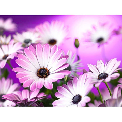 Osteospermum flowers Gold Ornate Wood Framed Art Print with Double Matting by Frank, Assaf