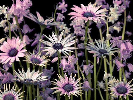 Image Only