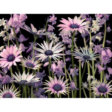 Meadow flowers Black Modern Wood Framed Art Print with Double Matting by Frank, Assaf