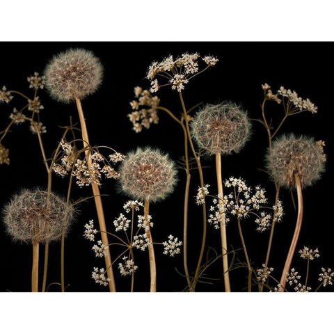 Meadow flowers Black Modern Wood Framed Art Print with Double Matting by Frank, Assaf