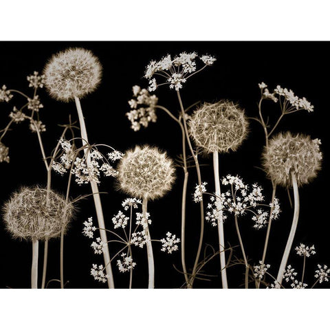 Meadow flowers White Modern Wood Framed Art Print by Frank, Assaf