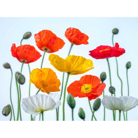 Multi coloured Poppies and buds Black Modern Wood Framed Art Print with Double Matting by Frank, Assaf